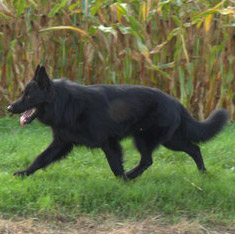 diego